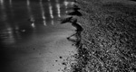 Patrick Dagonnot photographe