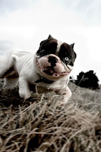 Illustration photo de Cujo - Stephen King