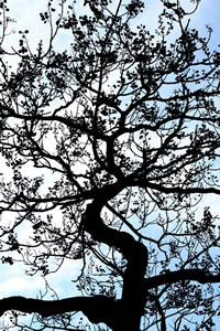 Illustration photo de Le Fond des for�ts - David Mitchell