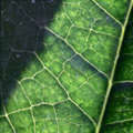 La vie en vert 2 - Conceptual photography