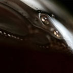 Pirahna - Photographie conceptuelle