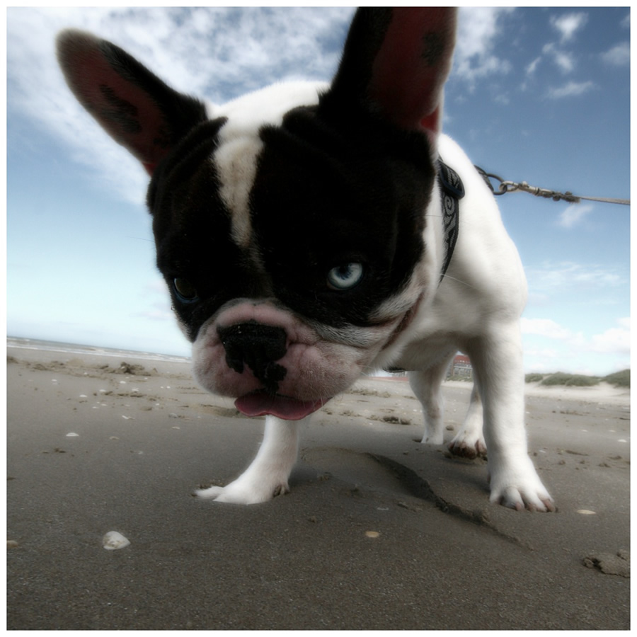 free dog jpg