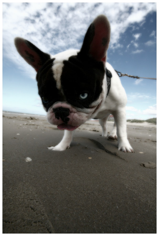 free_dog_origine.jpg