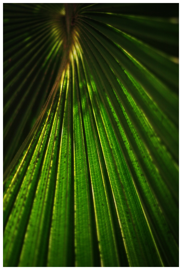 Green Autobahn - Nature and Animal Photography