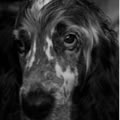 Droopy - Nature and Animal Photography