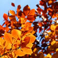 Jour d'automne - Nature and Animal Photography