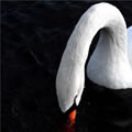 Bec dans l'eau - Nature and Animal Photography