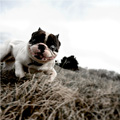 Berserker - Nature and Animal Photography