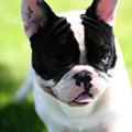Billdozer - Nature and Animal Photography