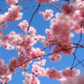 Blossom - Nature and Animal Photography