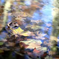 Blur serenity - Nature and Animal Photography