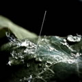 Chaos v�g�tal - Nature and Animal Photography