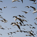 Copier-coller - Nature and Animal Photography
