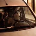 Driver - Nature and Animal Photography