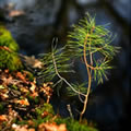 En devenir - Nature and Animal Photography