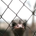 Espion - Nature and Animal Photography