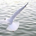 Evasion - Nature and Animal Photography