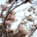Fleurs maudites - Nature and Animal Photography