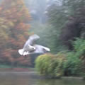Fly - Nature and Animal Photography