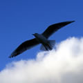 Flying shadow - Nature and Animal Photography
