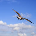 Freedom - Nature and Animal Photography