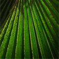Green Autobahn - Nature and Animal Photography