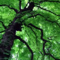 Green light - Nature and Animal Photography