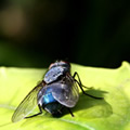Gros cul - Nature and Animal Photography
