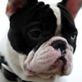 Grosse bouille - Nature and Animal Photography