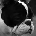 Humanit� 1 - Nature and Animal Photography