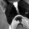 Humanit� 2 - Nature and Animal Photography