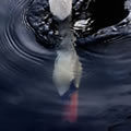 Immersion - Nature and Animal Photography