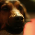 La truffe - Nature and Animal Photography