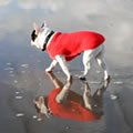 Ludicrous reflect - Nature and Animal Photography
