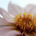 Meurtrie - Nature and Animal Photography