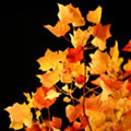 Nuit d'automne - Nature and Animal Photography