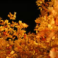 Nuit d'automne 2 - Nature and Animal Photography