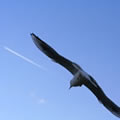 Pr�dateur - Nature and Animal Photography