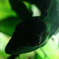 Rampant - Nature and Animal Photography