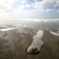 Rejet - Nature and Animal Photography