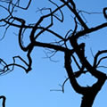 Roots in the air - Nature and Animal Photography