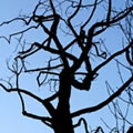 Roots in the air 2 - Nature and Animal Photography