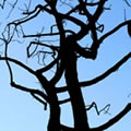 Roots in the air 3 - Nature and Animal Photography