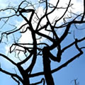Roots in the air 4 - Nature and Animal Photography