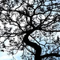 Roots in the air 5 - Nature and Animal Photography