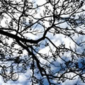 Roots in the air 6 - Nature and Animal Photography