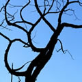 Roots in the air 7 - Nature and Animal Photography