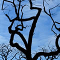 Roots in the air 8 - Nature and Animal Photography