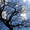 Roots in the air 9 - Nature and Animal Photography