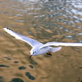 Shine - Nature and Animal Photography